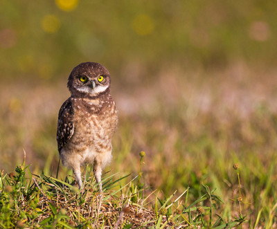 Watching