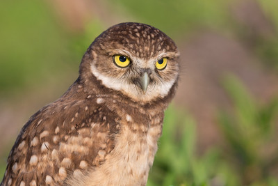 closeup_juvenile