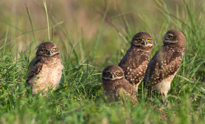 Four_chicks