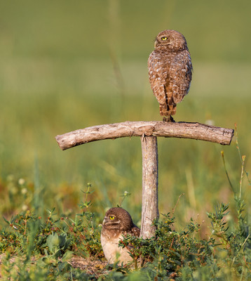 Guarding_the_burrow