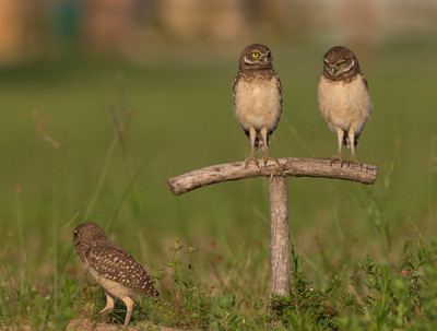 Threesome