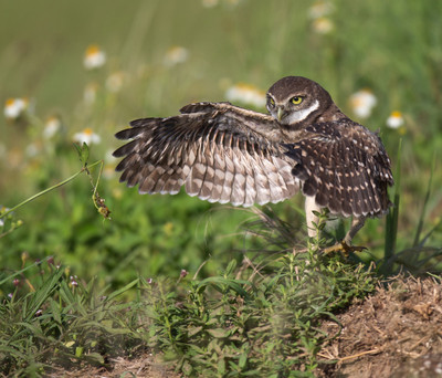 flapping