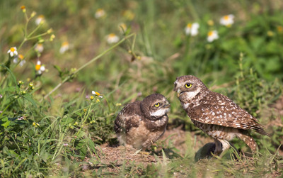 Owls_in_flowers