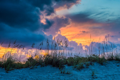 Sea Oats at Dawn, Stump Pass