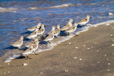 Sanderlings,_Middle_Beach,_Englewood