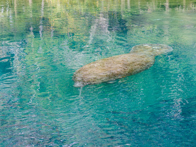 Magnificent Manatee