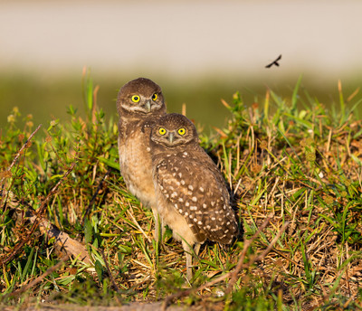 Mother and young