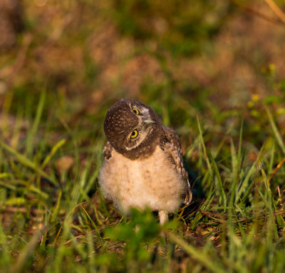 Who's there?