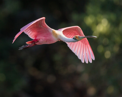 Roseate Spoonbill Flight