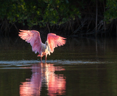 Roseate spoonbill shaking wings, Amberjack Environmental Preserve, Englewood