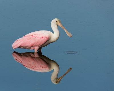 Roseate Reflection , Amberjack Environmental Preserve, Englewood