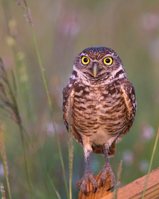 wide eyed