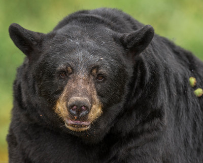 Boar with Burrs