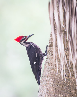 Papa Pileated Woodpecker
