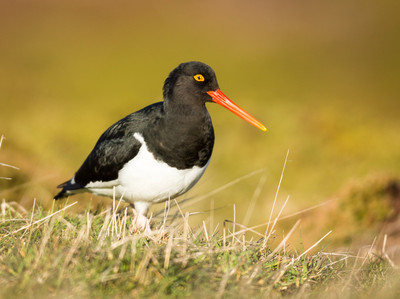Oyster catcher, Falkland Islands