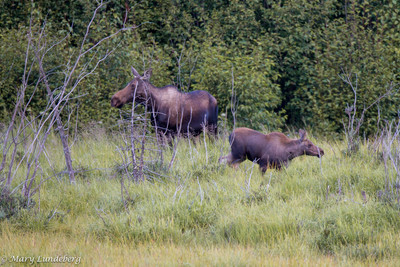 Moose Cow and Calf