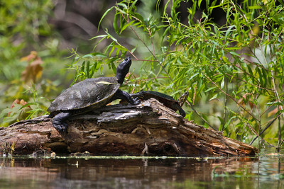 Turtles on River Log