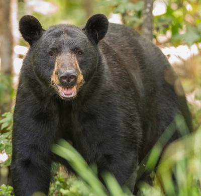 Black Bear Smile
