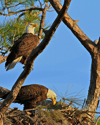 Eagles Nesting, Cedar Park, FL