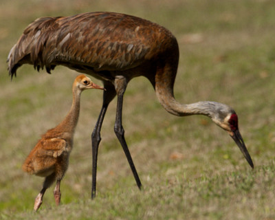 Chick watching Crane