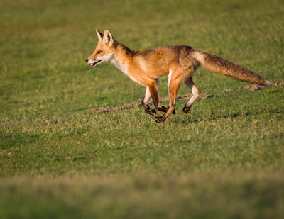 Red Fox Run