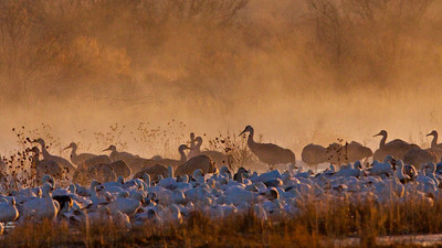 Snow Geese and Cranes in Mist, Bosque de Apache, New Mexico