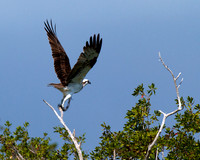 Osprey, Everglades