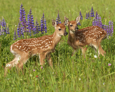 White Tail Fawns in Lupine