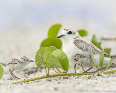 Snowy_Plover_shading_chicks
