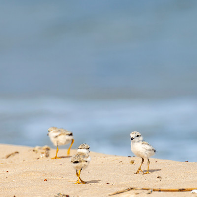 Three_wild__Piping_Plover_Chicks_before_Banding_