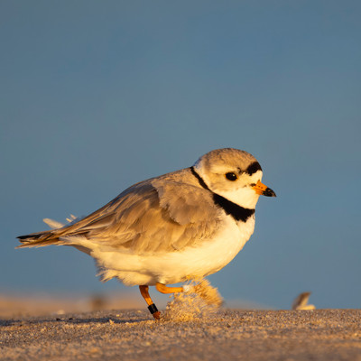 Piping_Plover_stamping_foot_for_prey