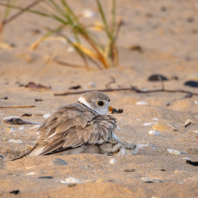 Piping_Plovers_chicks_hide_under_their_parents_for_warmth_and_protection_at_Sleeping_Bear_Dunes_National_Lakeshore