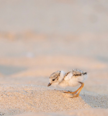 Two_day_old_chick_foraging