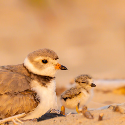 Sleepy_chick-2