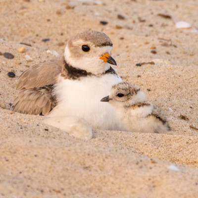 Female_GLPIPL_broods_3_two-day_old_chicks
