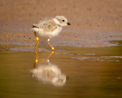 Chick_reflection-3