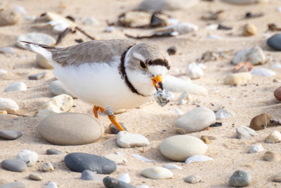 Decorating_nest_with_pebbles