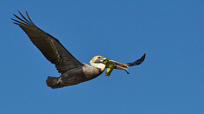 Pelican with Branch