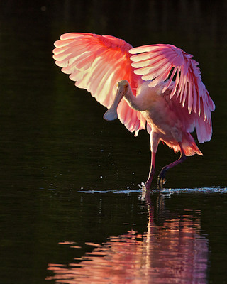 Roseate Ballerina, Ding Darling