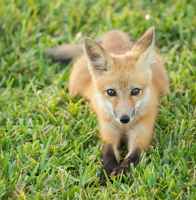 Handsome Kit