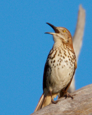 Brown Thrasher Singing