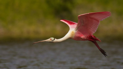 Roseate Landing, Everglades