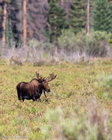 Moose in Velvet