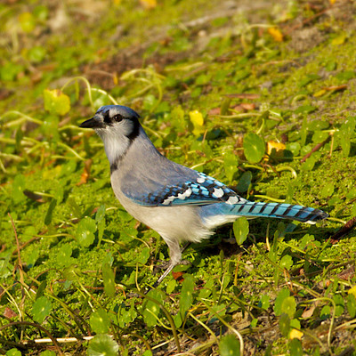 Blue Jay