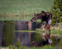 Moose