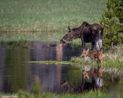 Moose with newborn calk