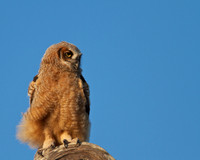 Owlet Waiting for Mom