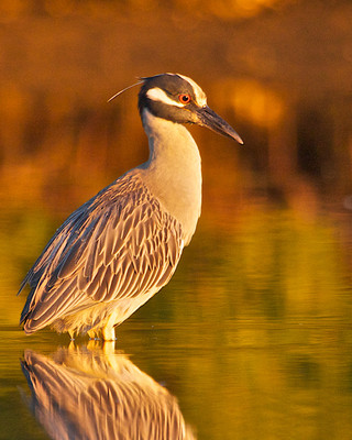Yellow Crowned Night Heron