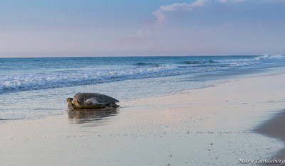 Sunrise turtle