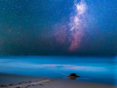 Milky Way Turtle
